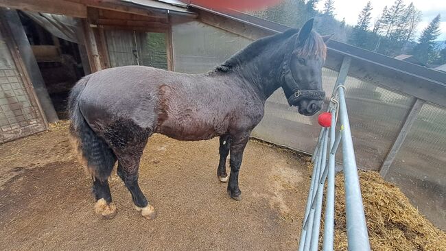 Rohdiamant zum selbst ausbilden, Itzlinger Michaela, Horses For Sale, Freilassing, Image 3