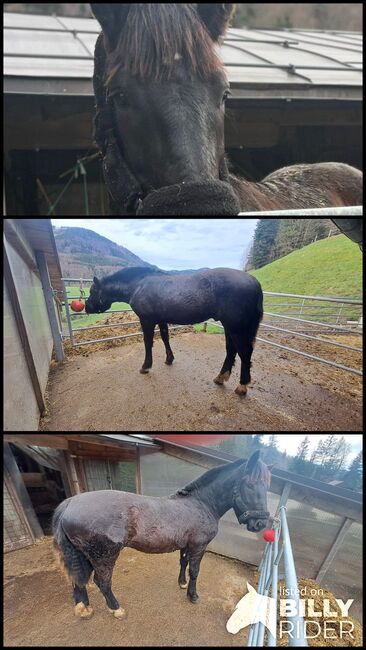 Rohdiamant zum selbst ausbilden, Itzlinger Michaela, Horses For Sale, Freilassing, Image 4