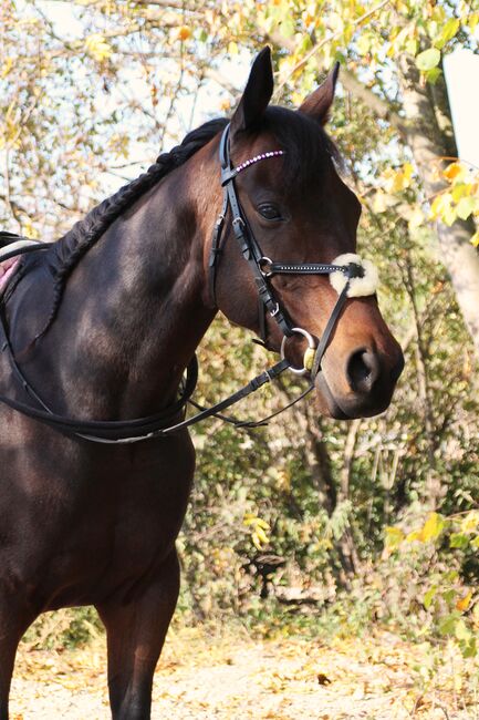 Mitreiter/in mit ♥️ für tolles Stütchen, Jennifer, Horses For Sale, Gänserndorf