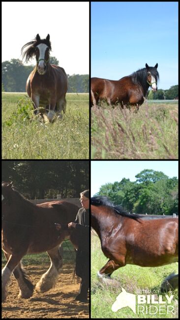 Rarität!: Shire-Horse-Mix, akademisch gearbeitet, Jochen Sandmann, Konie na sprzedaż, Pesnica, Image 7