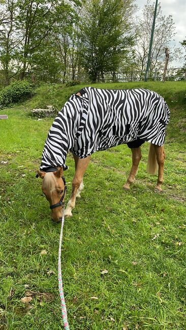 Neuwertige Ekzemerdecke 145cm zebra felix bühler, Felix Bühler Zebra Ekzemer- Fliegendecke, Saskia, Horse Blankets, Sheets & Coolers, Sprockhövel