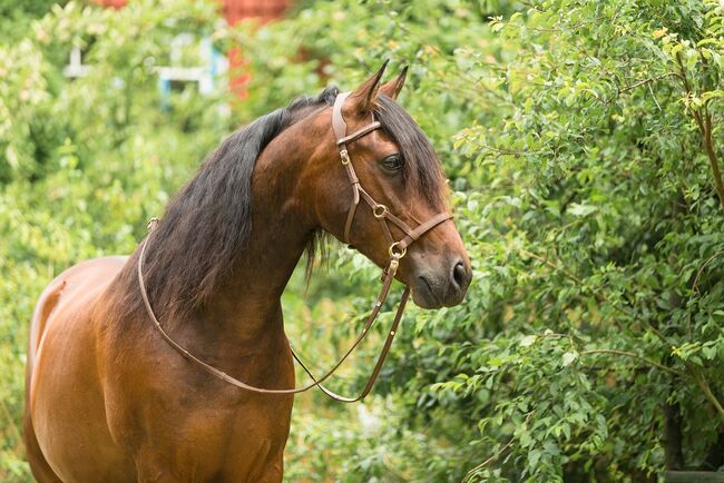 Sabro Sidepull neuwertig Größe VB, Sabro  Sidepull, Alexandra , Bitless Bridles, Weingarten (Baden)