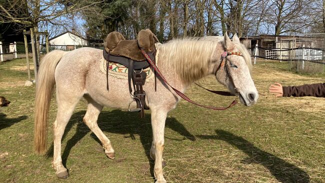 Sattel Barefoot Happy Valley gebraucht - sehr gut, Barefoot Happy Valley, Renate, Treeless Saddle, Kleve