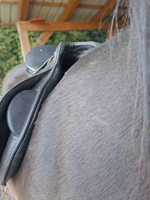 SADDLE Kentaur, Kentaur Jupiter, Neja, All Purpose Saddle, tolmin, Image 2