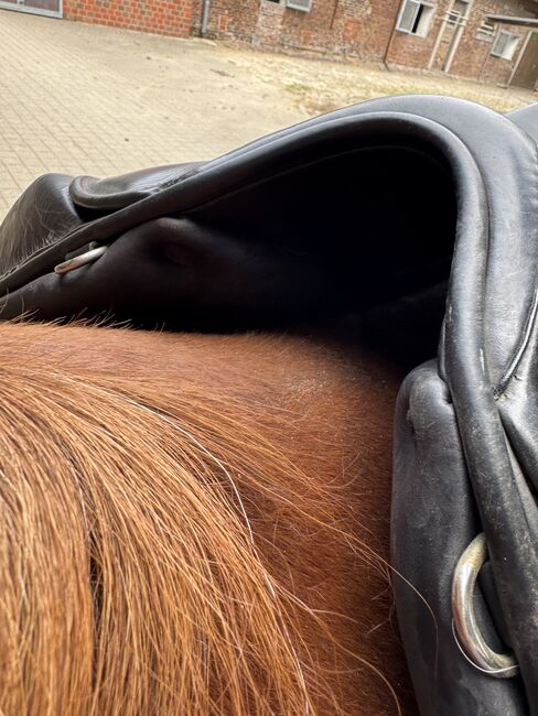 Islandpferd Sattel Federline 17Zoll, Federline, Alex, Icelandic Saddle, Düsseldorf , Image 6