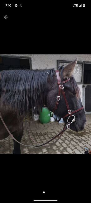 Verkaufe Barockes Reithalfter, Picadera Barockes Reithalfter , Valerie Schütz , Nosebands, Korneuburg 