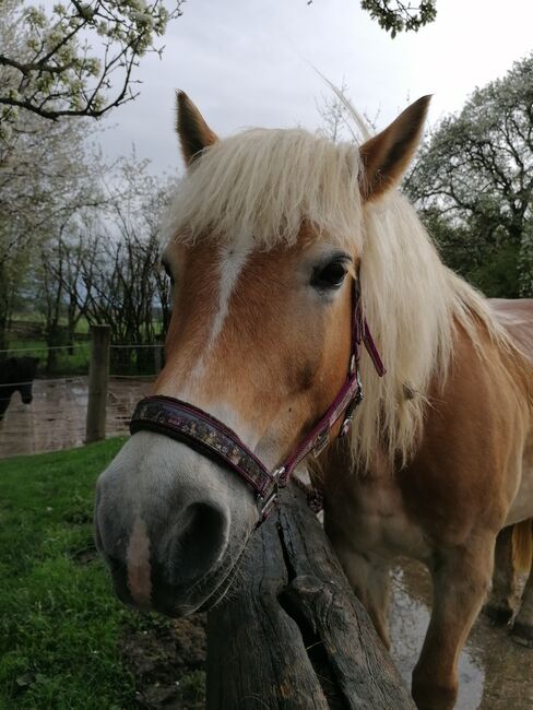 Verkaufe haflinger stute, Nicole , Horses For Sale, Böheimkirchen, Image 9