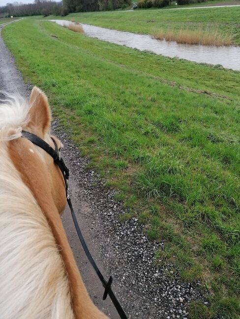 Verkaufe haflinger stute, Nicole , Horses For Sale, Böheimkirchen, Image 10