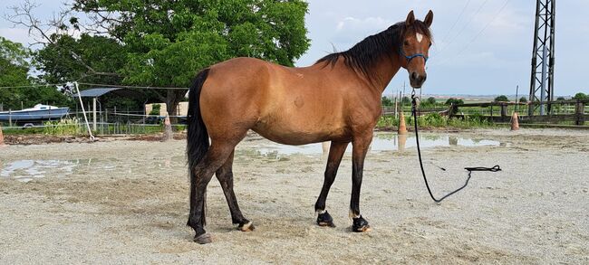 Verkaufe meine Stute, Elisabeth Gmasz, Horses For Sale, Oggau, Image 4