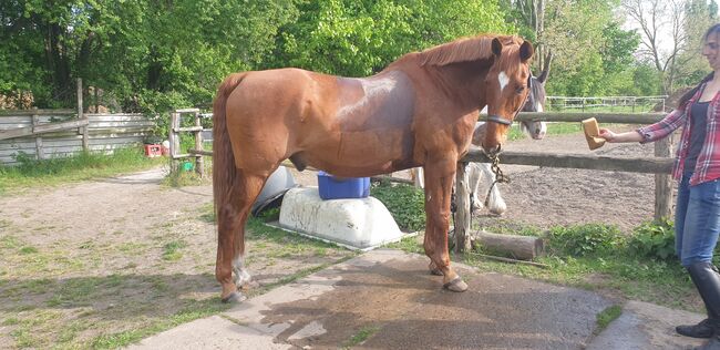 Verkaufe geliebten Dressursattel wegen Neuanschaffung/17 Zoll, Ivr Jc Collection, Lara Burdach , Dressage Saddle, Falkensee, Image 2