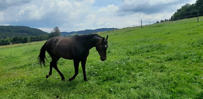 Verkaufe  7jährige Quarter Horse Stute, Johannes Pirchenfellner , Horses For Sale, Pregarten