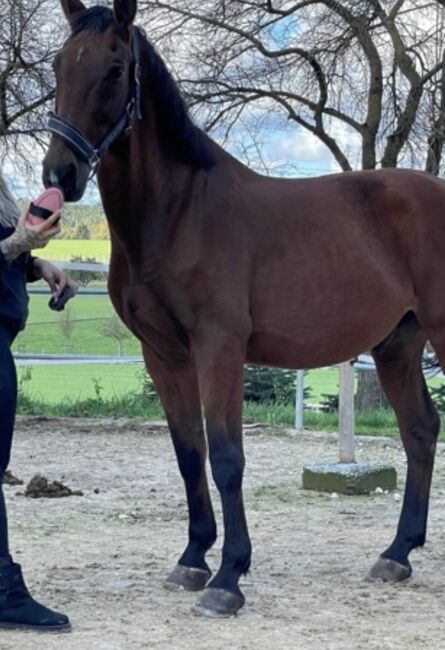 Verkaufe meinen lieben Wallach. 14 Jahre alt, Vanessa , Horses For Sale, Wangen 