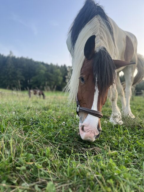 Verkaufe meine liebevolle Noriker/Tinker Stute, Julia Aichinger, Horses For Sale, Gunskirchen, Image 4