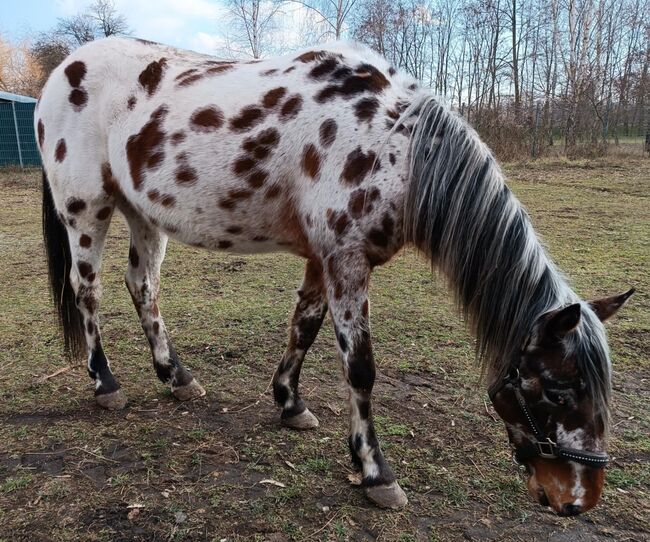 Seltenes Kleinpferd in Sonderlackierung, Apollo Eger, Horses For Sale, Nickelsdorf , Image 3