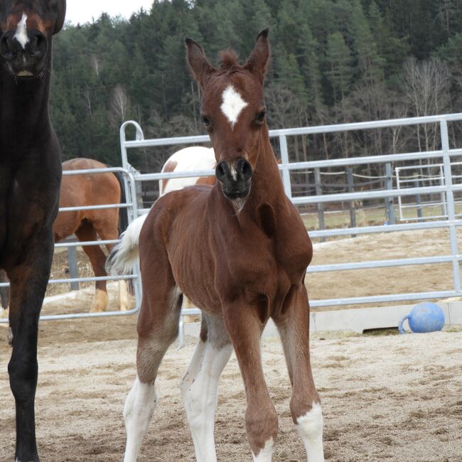 Seltener Pintabian Araber mit 99,06% dreifärbig absolut typvoll, JP Aabians , Horses For Sale, Völkermarkt, Image 2