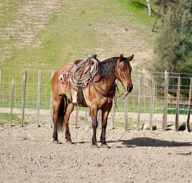 Safe All Around  Dunskin Quarter Horse Mare!, Shawn Baldwin, Horses For Sale, London