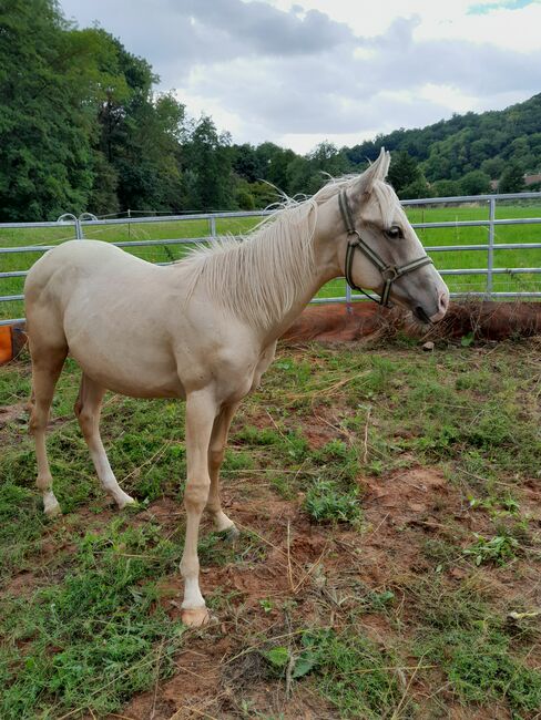 Sailduino-Enkel in Palomino-Farbe, Aileen , Horses For Sale, Kyffhäuserland, Image 2