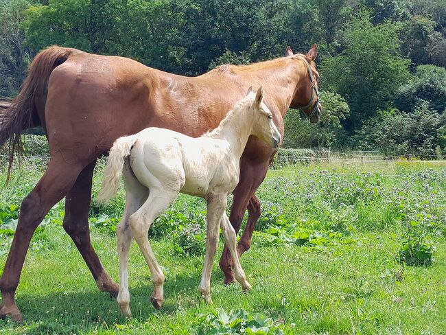 Sailduino-Enkel in Palomino-Farbe, Aileen , Horses For Sale, Kyffhäuserland, Image 2