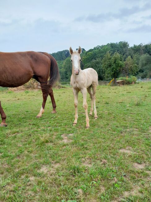 Sailduino-Enkel in Palomino-Farbe, Aileen , Horses For Sale, Kyffhäuserland, Image 4