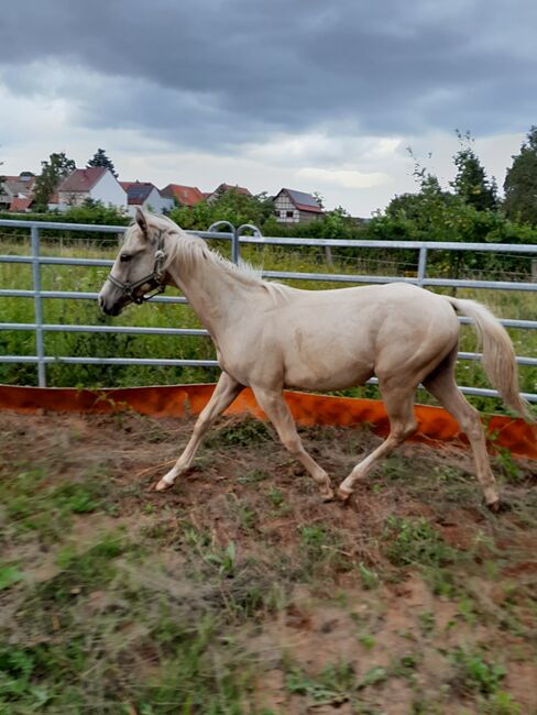 Sailduino-Enkel in Palomino-Farbe, Aileen , Horses For Sale, Kyffhäuserland, Image 3
