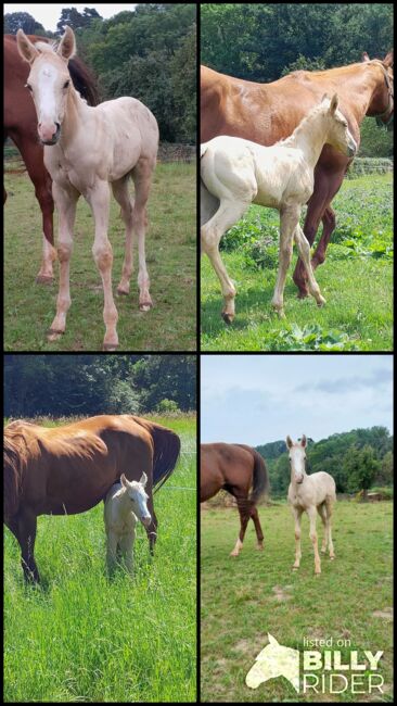 Sailduino-Enkel in Palomino-Farbe, Aileen , Horses For Sale, Kyffhäuserland, Image 7