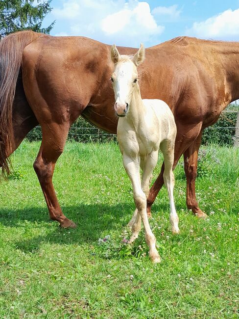 Sailduino-Enkel in Palomino-Farbe, Aileen , Horses For Sale, Kyffhäuserland, Image 6