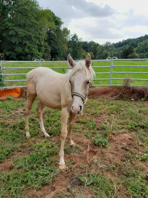Sailduino-Enkel in Palomino-Farbe, Aileen , Horses For Sale, Kyffhäuserland
