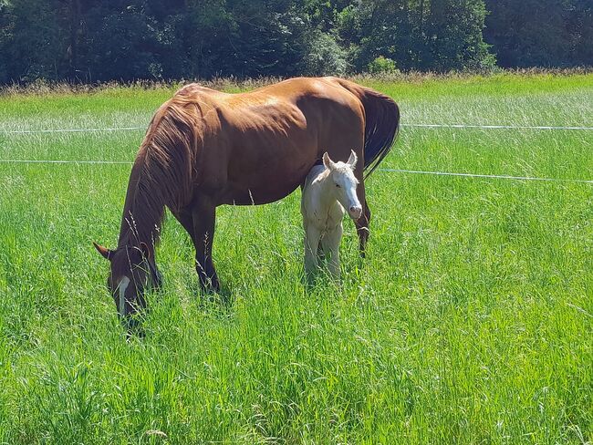 Sailduino-Enkel in Palomino-Farbe, Aileen , Horses For Sale, Kyffhäuserland, Image 3