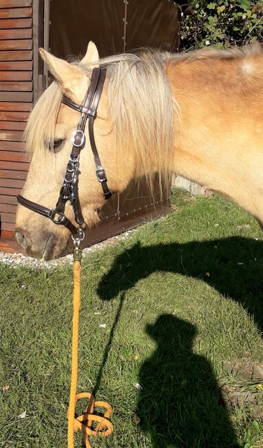 SALE% 238€ Kieffer Trail Wanderzaum Wanderreittrense VB WB XF braun schwarz, Kieffer Trail Wanderreit Zaum mit Zügel, Reitartikelbörse (Reitartikelbörse - Onlineshop für Wanderreiter), Bridles & Headstalls, Grevenbroich