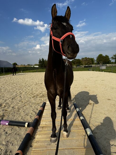 Verkaufsanzeige – Österreichisches Warmblut x Württemberger Warmblut, First Edition , Horses For Sale, Wien, Donaustadt, Image 2