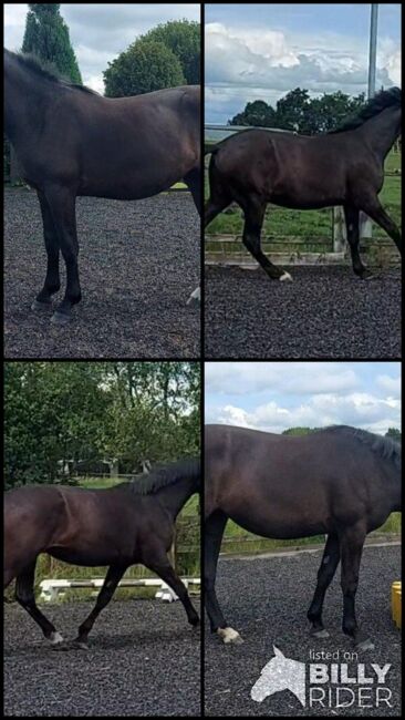 SaleReinrassiges 2-jähriges schwarzes irisches Draft-Stutfohlen von Gortfree Hero, Stephie , Horses For Sale, Wetentalstrasse 1 5420 Ehrendingen , Image 6