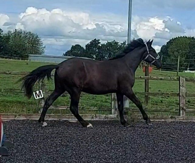 SaleReinrassiges 2-jähriges schwarzes irisches Draft-Stutfohlen von Gortfree Hero, Stephie , Horses For Sale, Wetentalstrasse 1 5420 Ehrendingen , Image 2