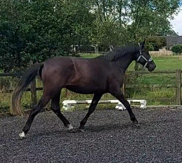 SaleReinrassiges 2-jähriges schwarzes irisches Draft-Stutfohlen von Gortfree Hero, Stephie , Horses For Sale, Wetentalstrasse 1 5420 Ehrendingen , Image 4