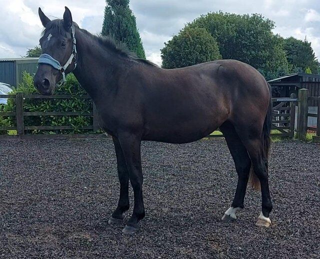 SaleReinrassiges 2-jähriges schwarzes irisches Draft-Stutfohlen von Gortfree Hero, Stephie , Horses For Sale, Wetentalstrasse 1 5420 Ehrendingen 