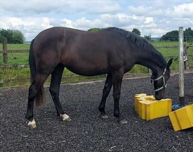 SaleReinrassiges 2-jähriges schwarzes irisches Draft-Stutfohlen von Gortfree Hero, Stephie , Horses For Sale, Wetentalstrasse 1 5420 Ehrendingen , Image 5