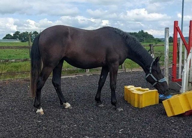 SaleReinrassiges 2-jähriges schwarzes irisches Draft-Stutfohlen von Gortfree Hero, Stephie , Horses For Sale, Wetentalstrasse 1 5420 Ehrendingen , Image 3