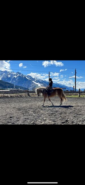 Samia  9 Jährige 2A Haflingerstute, JM, Horses For Sale, Zell/See, Image 2