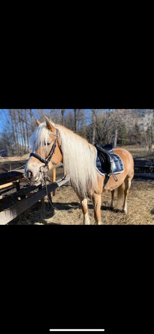 Samia  9 Jährige 2A Haflingerstute, JM, Horses For Sale, Zell/See, Image 7