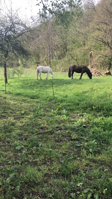 Selbstversorger Offenstall für leicht füttriges Pony, Alex, Wolna stajnia, Wehrheim 