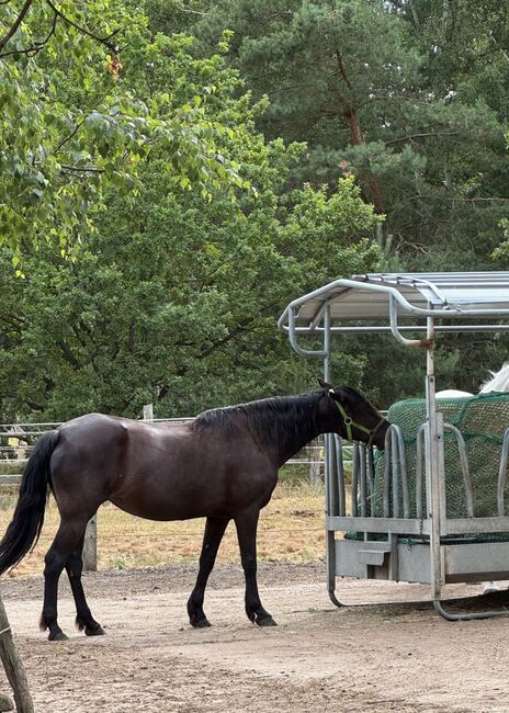 Sanfte, menschenbezogene Missouri Fox Trotter Stute in liebevolle Hände abzugeben, Kerstin Rehbehn (Pferdemarketing Ost), Pferd kaufen, Nienburg, Abbildung 3