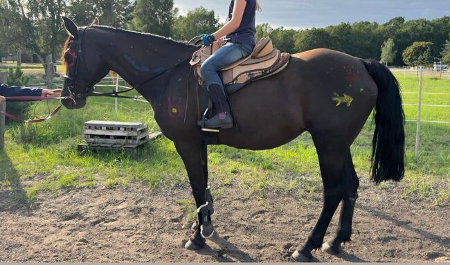 Sanfte, menschenbezogene Missouri Fox Trotter Stute in liebevolle Hände abzugeben, Kerstin Rehbehn (Pferdemarketing Ost), Pferd kaufen, Nienburg