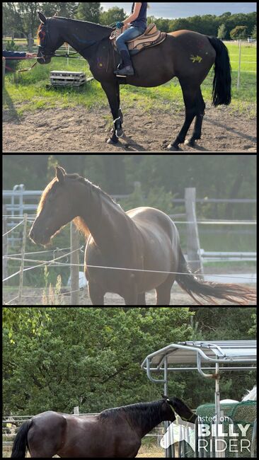 Sanfte, menschenbezogene Missouri Fox Trotter Stute in liebevolle Hände abzugeben, Kerstin Rehbehn (Pferdemarketing Ost), Pferd kaufen, Nienburg, Abbildung 4