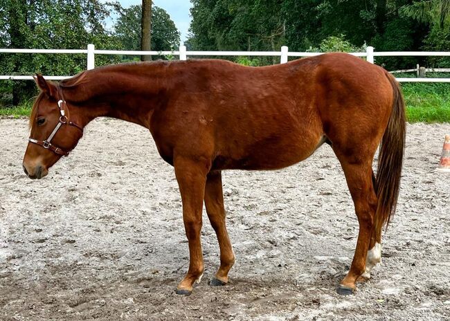 sanfter, freundlicher Paint Horse Wallach mit erstklassiger Abstammung, Kerstin Rehbehn (Pferdemarketing Ost), Pferd kaufen, Nienburg, Abbildung 2