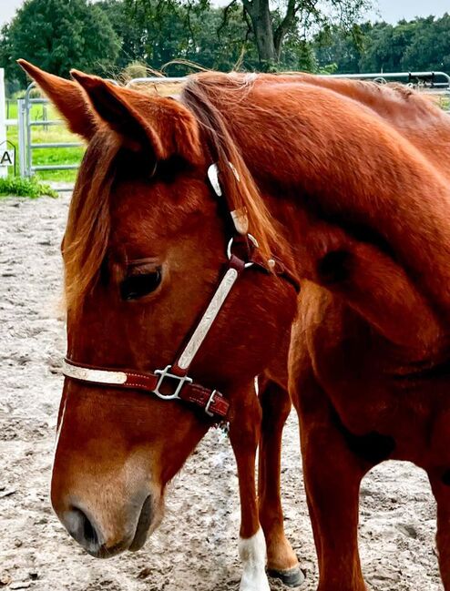 sanfter, freundlicher Paint Horse Wallach mit erstklassiger Abstammung, Kerstin Rehbehn (Pferdemarketing Ost), Pferd kaufen, Nienburg, Abbildung 4