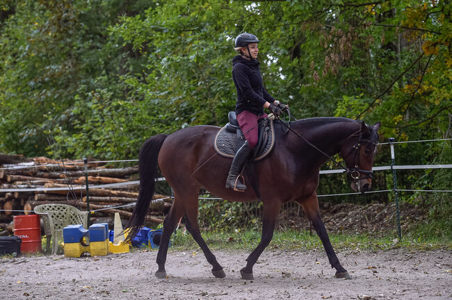 Sanftmütige Traberstute, Laura Gastl, Horses For Sale, Unterdießen, Image 6