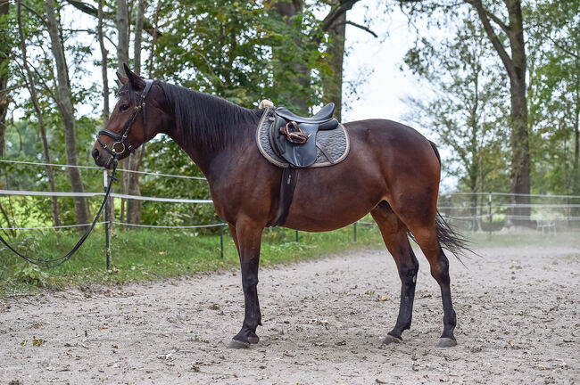 Sanftmütige Traberstute, Laura Gastl, Horses For Sale, Unterdießen, Image 3