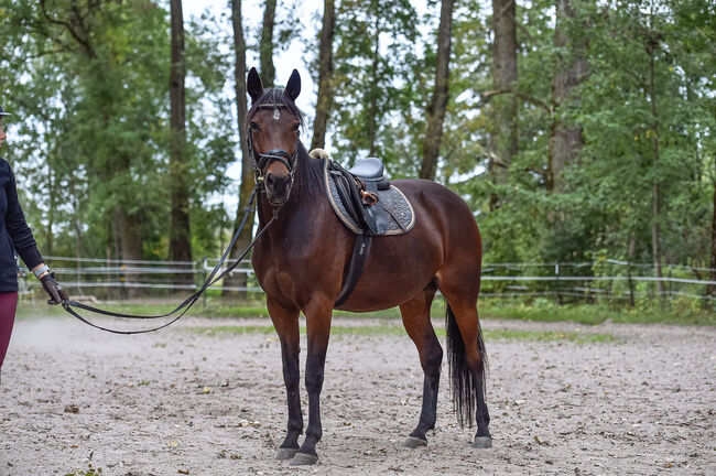 Sanftmütige Traberstute, Laura Gastl, Horses For Sale, Unterdießen, Image 5