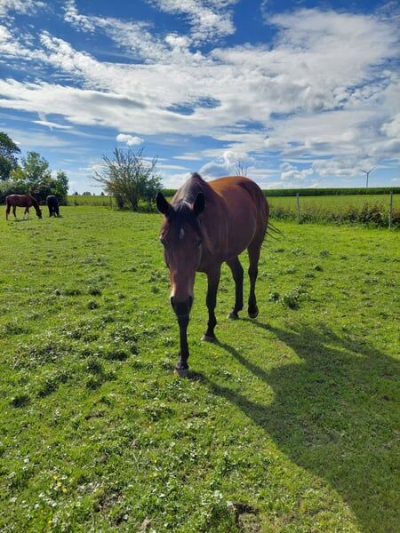 Sanftmütige Traberstute, Laura Gastl, Horses For Sale, Unterdießen, Image 7