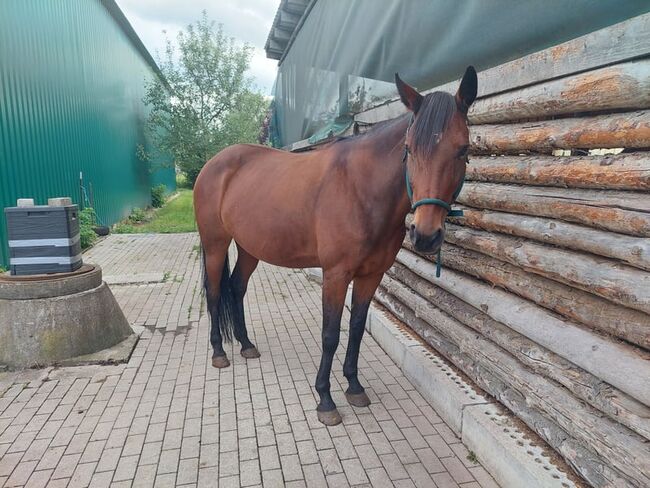 Sanftmütige Traberstute, Laura Gastl, Horses For Sale, Unterdießen, Image 8