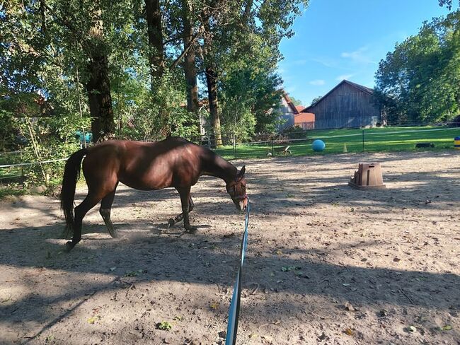 Sanftmütige Traberstute, Laura Gastl, Horses For Sale, Unterdießen, Image 9